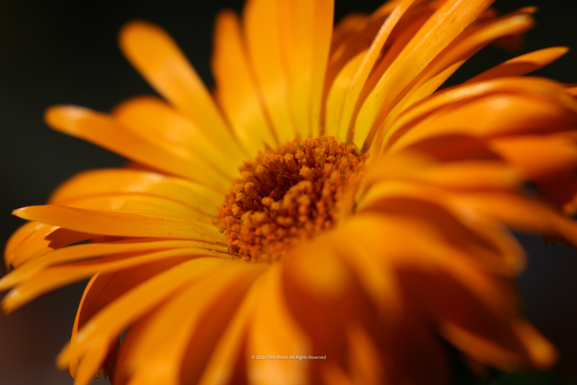 Flower Fireworks